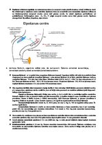 Konspekts 'Elpošana, asinis, imūnsistēma', 5.