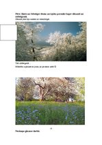 Referāts 'H.Ibsens "Pērs Gints"', 6.