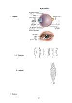 Referāts 'Acs optiskā sistēma - unikāls optiskais instruments', 19.