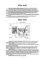 Konspekts 'Vēžu veidi', 2.