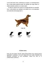 Referāts 'Suns un tā apmācība', 18.