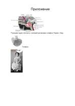 Konspekts 'Анатомия, морфология, физиология гипофизарного нанизма', 9.