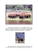 Referāts 'Ziloņi', 5.