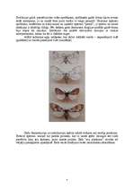 Referāts 'Tauriņi', 4.