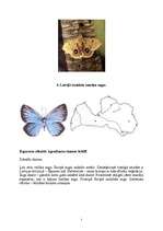 Referāts 'Tauriņi', 5.