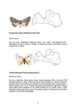 Referāts 'Tauriņi', 6.