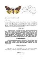 Referāts 'Tauriņi', 7.