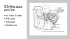 Prezentācija 'Auss uzbūve un dzirdes mehānika', 3.