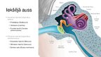 Prezentācija 'Auss uzbūve un dzirdes mehānika', 11.