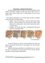 Referāts 'Cietes izmaiņas rudzu graudiem diedzēšanas laikā', 4.