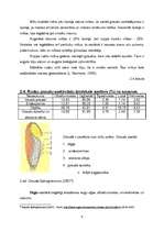 Referāts 'Cietes izmaiņas rudzu graudiem diedzēšanas laikā', 9.
