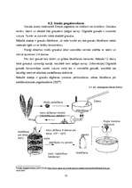 Referāts 'Cietes izmaiņas rudzu graudiem diedzēšanas laikā', 20.