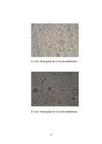 Referāts 'Cietes izmaiņas rudzu graudiem diedzēšanas laikā', 23.