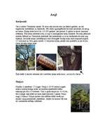 Referāts 'Mūžzaļo cietlapju koku meži un krūmāji', 2.