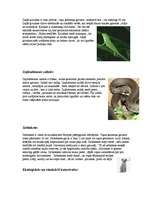 Referāts 'Mūžzaļo cietlapju koku meži un krūmāji', 6.