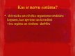 Prezentācija 'Nervu sistēma', 2.
