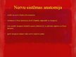 Prezentācija 'Nervu sistēma', 3.