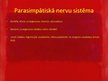 Prezentācija 'Nervu sistēma', 15.