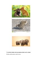 Prezentācija 'Logopēdijas eksāmena darbs', 34.