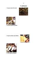 Referāts 'Rakstības un arhitektūras pieminekļi Senajā Ēģiptē', 27.