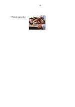 Referāts 'Rakstības un arhitektūras pieminekļi Senajā Ēģiptē', 28.