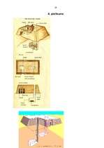 Referāts 'Rakstības un arhitektūras pieminekļi Senajā Ēģiptē', 29.