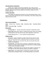 Konspekts 'Pelēkā vilka un tīrumsliekas detalizēts apraksts', 2.