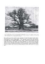 Referāts 'Lucavsalas dižliepa un citi Rīgas dižkoki', 3.