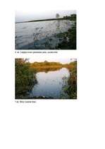 Referāts 'Liepājas ezera ekoloģiskā stāvokļa novērtējums pēc fitoplanktona', 10.