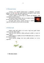 Referāts 'Augu un dzīvnieku interesantākie barošanās veidi', 5.