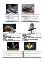 Konspekts 'Īpaši aizsargājamās dabas teritorijas Latvijā', 11.