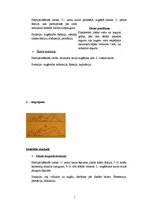 Konspekts 'Muguras jostas daļas vingrojumi', 2.