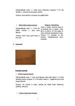 Konspekts 'Muguras jostas daļas vingrojumi', 5.