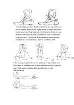 Referāts 'Osteoporozes profilakse un vingrojumi', 12.