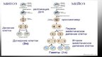 Prezentācija 'Митоз и мейоз', 9.