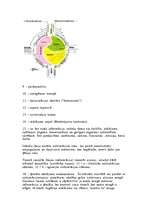 Referāts 'Transoloģiskā psihoterapija', 5.