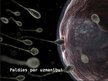 Prezentācija 'Ārējo faktoru ietekme uz spermas izdzīvošanu', 12.
