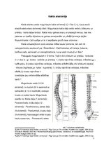Referāts 'Vingrinājumi mugurkaula kakla daļai', 3.