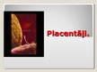 Prezentācija 'Placentāļi', 1.