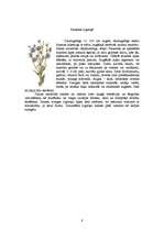 Referāts 'Ārstniecības augi Latvijā', 8.