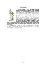 Referāts 'Ārstniecības augi Latvijā', 12.