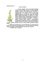Referāts 'Ārstniecības augi Latvijā', 13.