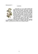 Referāts 'Ārstniecības augi Latvijā', 18.