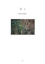 Referāts 'Ārstniecības augi Latvijā', 30.