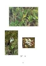 Referāts 'Ārstniecības augi Latvijā', 32.