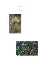 Referāts 'Ārstniecības augi Latvijā', 34.