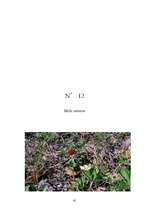 Referāts 'Ārstniecības augi Latvijā', 41.