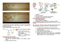 Konspekts 'Biotehnoloģijas', 1.