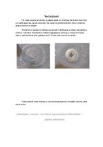 Referāts 'Simetrija arhitektūrā, mākslā un dabā', 9.