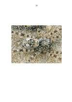 Referāts 'Zirneklis', 24.